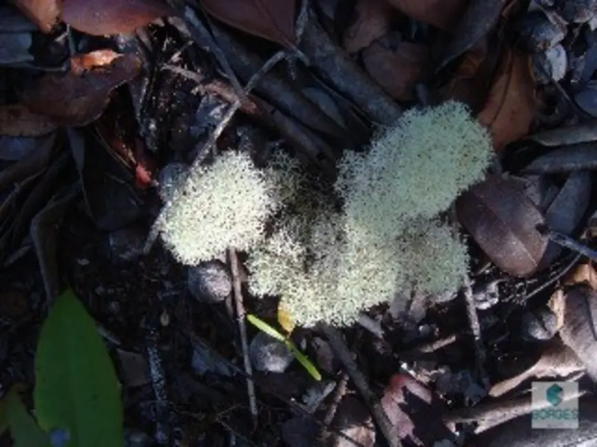 Foto 7 de Fazenda / Haras à venda, 1410000m2 em Jaguaripe - BA