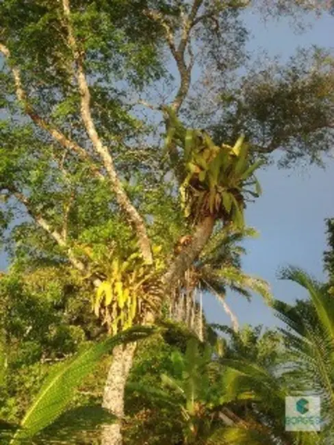 Foto 4 de Fazenda / Haras à venda, 1410000m2 em Jaguaripe - BA