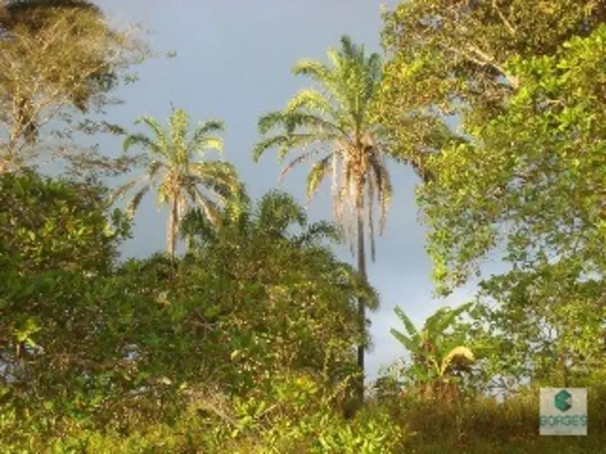 Foto 2 de Fazenda / Haras à venda, 1410000m2 em Jaguaripe - BA