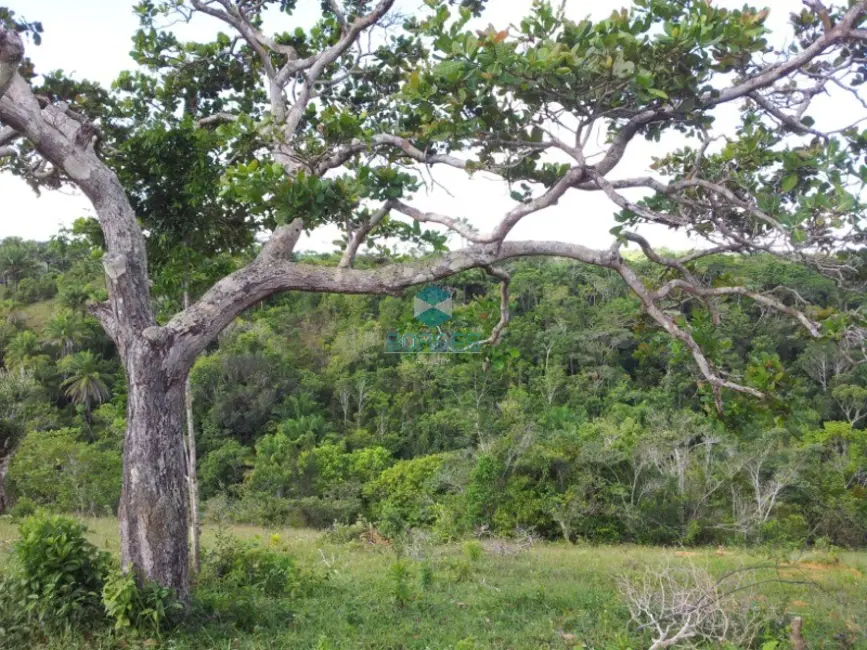 Foto 7 de Fazenda / Haras à venda, 20000m2 em Jaguaripe - BA