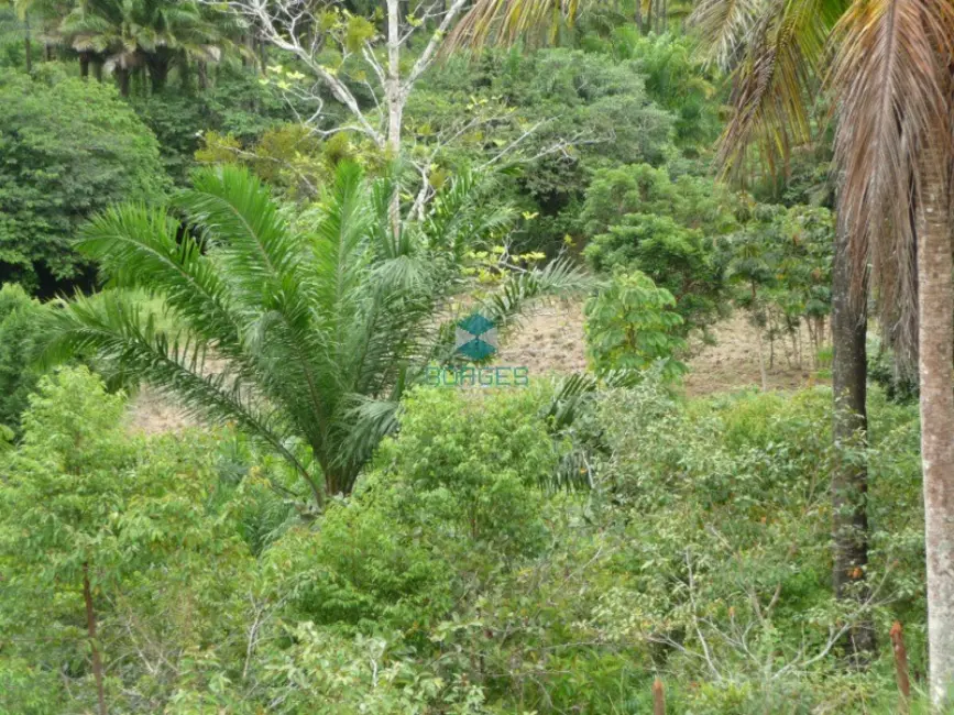 Foto 9 de Fazenda / Haras à venda, 20000m2 em Jaguaripe - BA