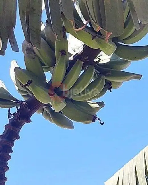 Foto 7 de Terreno / Lote à venda, 268m2 em Campo Redondo, Sao Pedro Da Aldeia - RJ