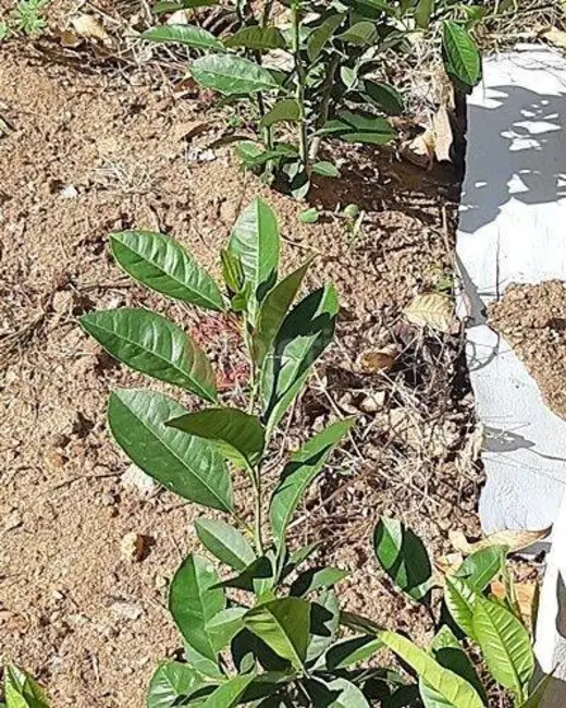 Foto 5 de Terreno / Lote à venda, 268m2 em Campo Redondo, Sao Pedro Da Aldeia - RJ