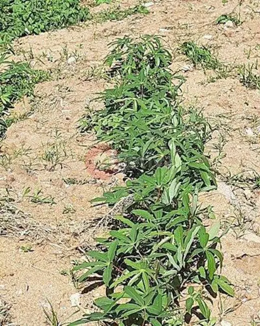 Foto 9 de Terreno / Lote à venda, 268m2 em Campo Redondo, Sao Pedro Da Aldeia - RJ