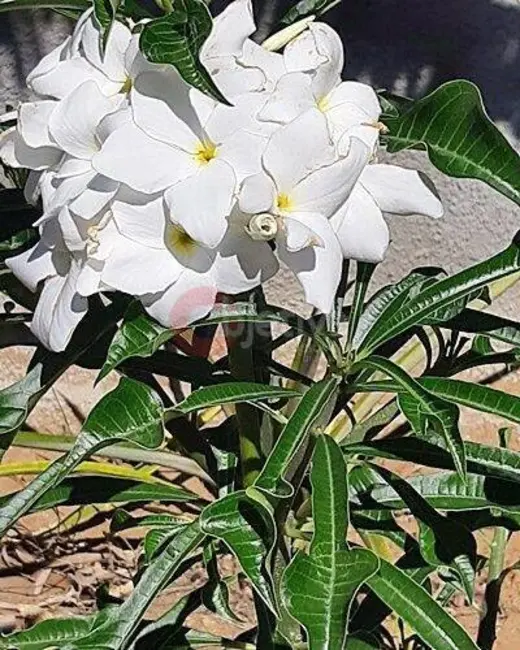 Foto 8 de Terreno / Lote à venda, 268m2 em Campo Redondo, Sao Pedro Da Aldeia - RJ