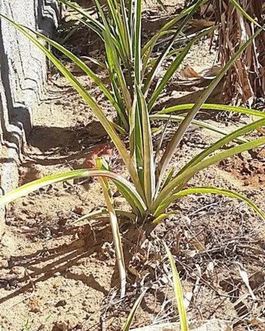 Foto 6 de Terreno / Lote à venda, 268m2 em Campo Redondo, Sao Pedro Da Aldeia - RJ
