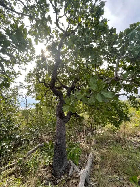 Foto 9 de Chácara à venda em Sao Felix Do Tocantins - TO