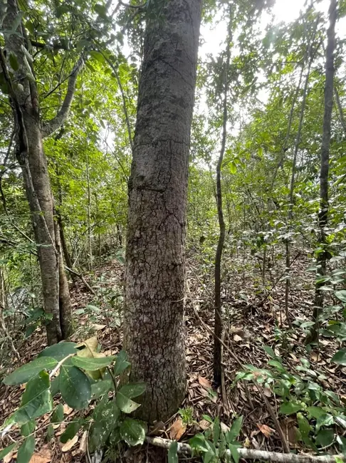 Foto 6 de Chácara à venda em Sao Felix Do Tocantins - TO