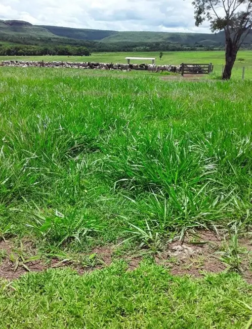 Foto 8 de Fazenda / Haras com 7 quartos à venda em Campinapolis - MT