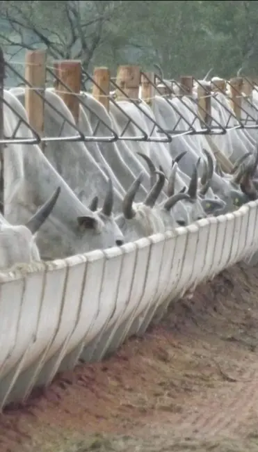 Foto 7 de Fazenda / Haras com 7 quartos à venda em Campinapolis - MT