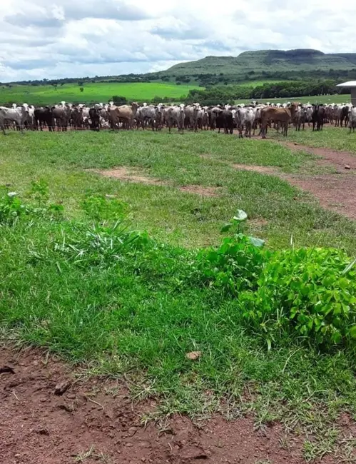 Foto 6 de Fazenda / Haras com 7 quartos à venda em Campinapolis - MT