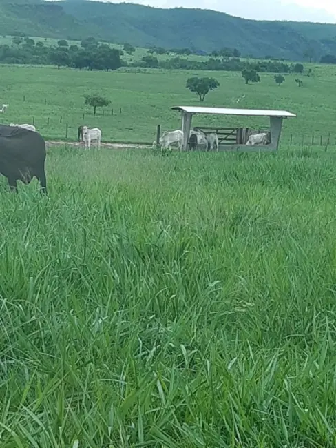 Foto 3 de Fazenda / Haras com 7 quartos à venda em Campinapolis - MT