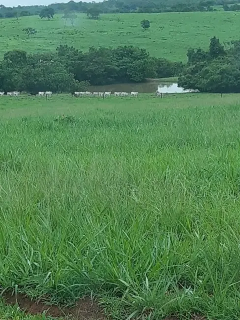 Foto 2 de Fazenda / Haras com 7 quartos à venda em Campinapolis - MT