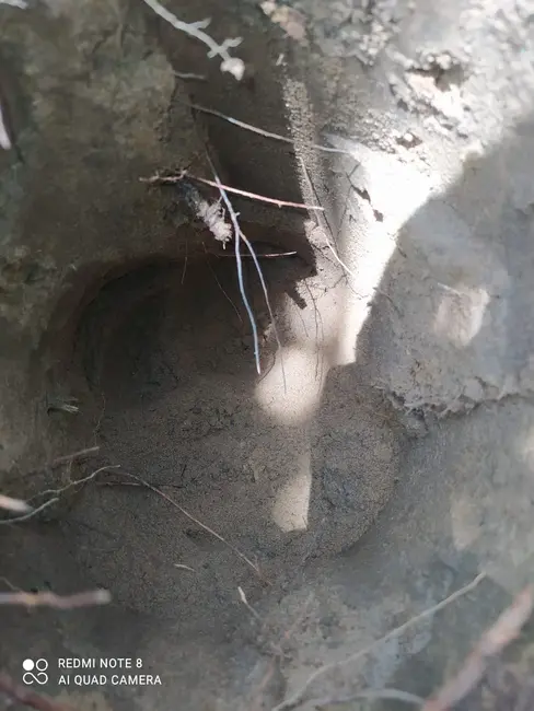 Foto 5 de Fazenda / Haras à venda em Mirador - MA