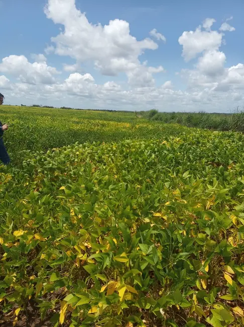 Foto 2 de Fazenda / Haras à venda em Colinas Do Tocantins - TO