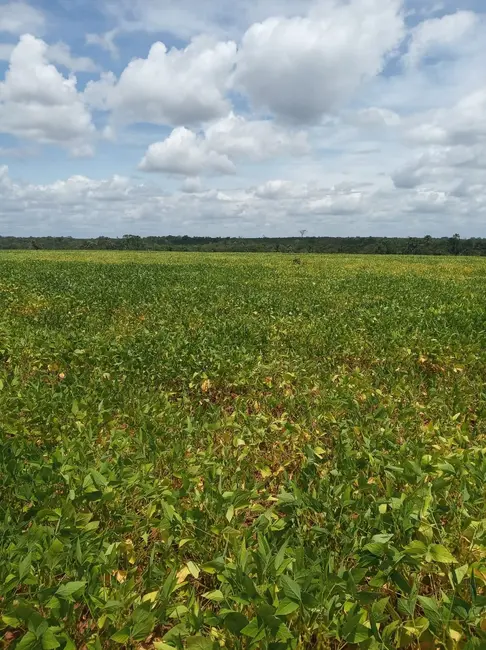 Foto 9 de Fazenda / Haras à venda em Colinas Do Tocantins - TO