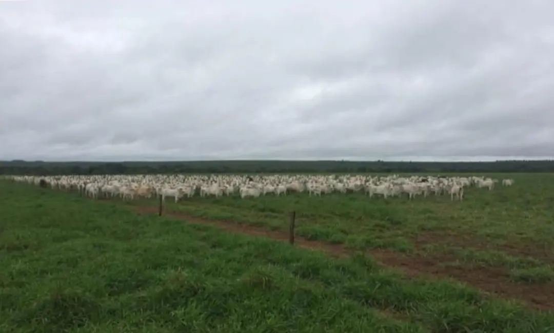 Foto 8 de Fazenda / Haras à venda em Pedro Afonso - TO