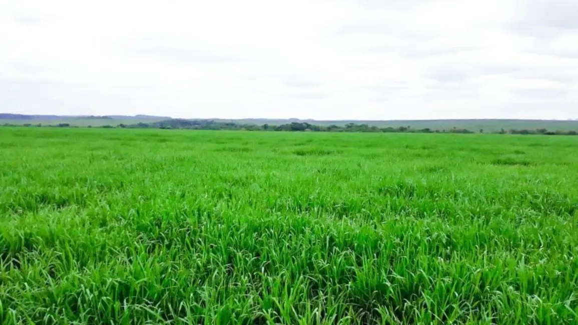 Foto 9 de Fazenda / Haras à venda em Pedro Afonso - TO