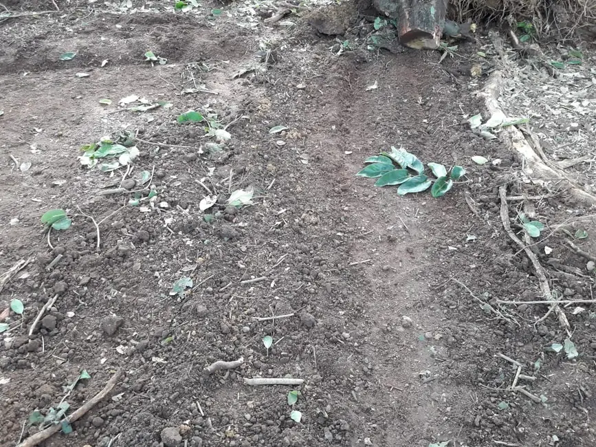 Foto 13 de Fazenda / Haras à venda em Palmas - TO