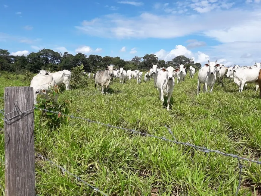 Foto 1 de Fazenda / Haras à venda em Palmas - TO