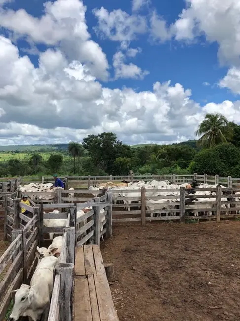 Foto 3 de Fazenda / Haras com 4 quartos à venda, 140m2 em Monte Do Carmo - TO