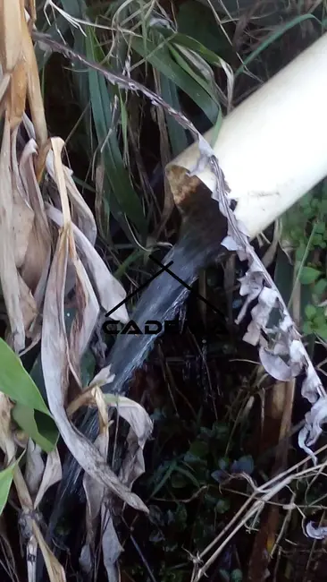 Sítio / Rancho com 5 quartos à venda, 8m2 em Borda Da Mata - MG - imagem 3 Foto 3 de Sítio / Rancho com 5 quartos à venda, 8m2 em Borda Da Mata - MG