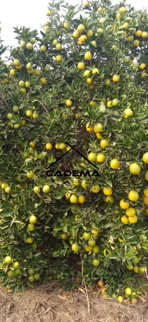 Foto 7 de Fazenda / Haras com 5 quartos à venda, 300m2 em Lins - SP