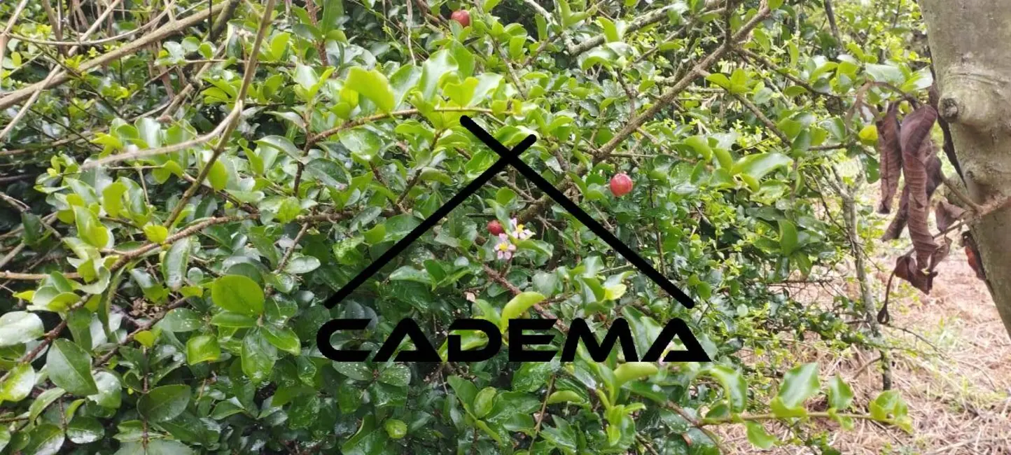 Chácara com 1 quarto à venda, 2100m2 em Borda Da Mata - MG - imagem 3 Foto 3 de Chácara com 1 quarto à venda, 2100m2 em Borda Da Mata - MG