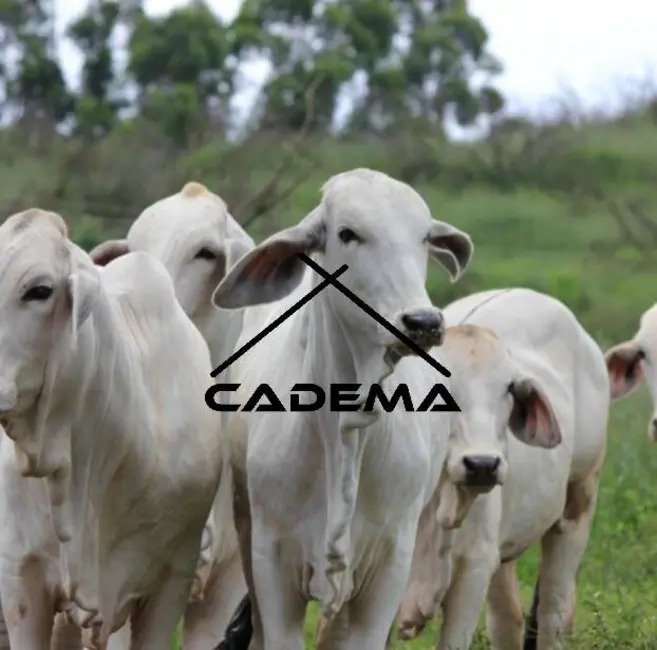 Foto 3 de Sítio / Rancho com 6 quartos à venda, 101m2 em Campanha - MG