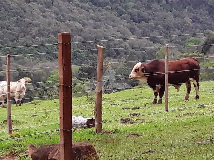 Foto 13 de Chácara à venda, 140m2 em Guaraniacu - PR