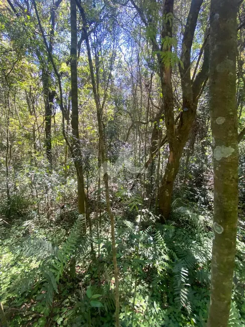 Foto 1 de Chácara à venda em Toledo - PR