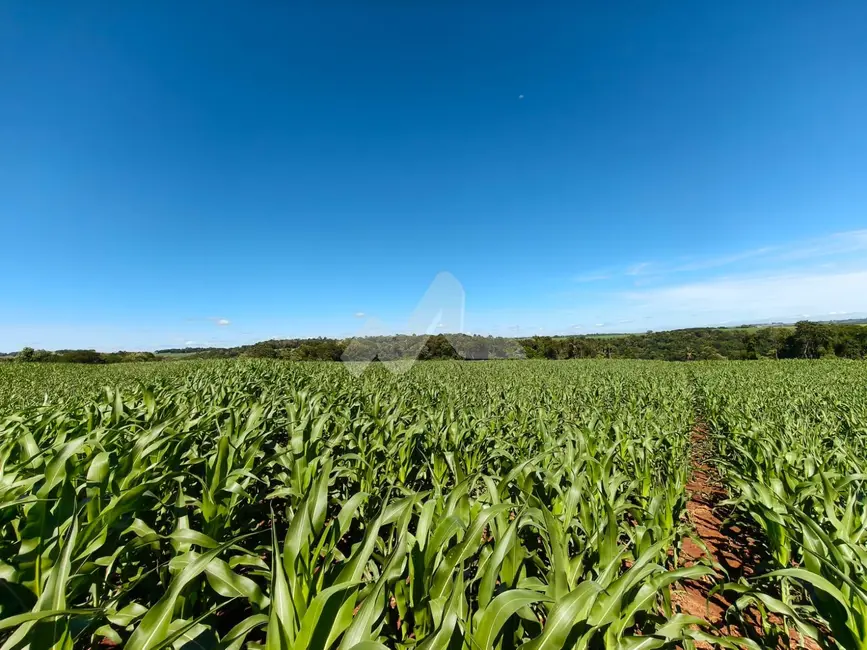 Foto 6 de Chácara à venda em Ouro Verde Do Oeste - PR