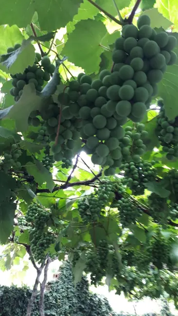 Foto 8 de Casa com 4 quartos à venda, 290m2 em Duque de Caxias, Santa Maria - RS