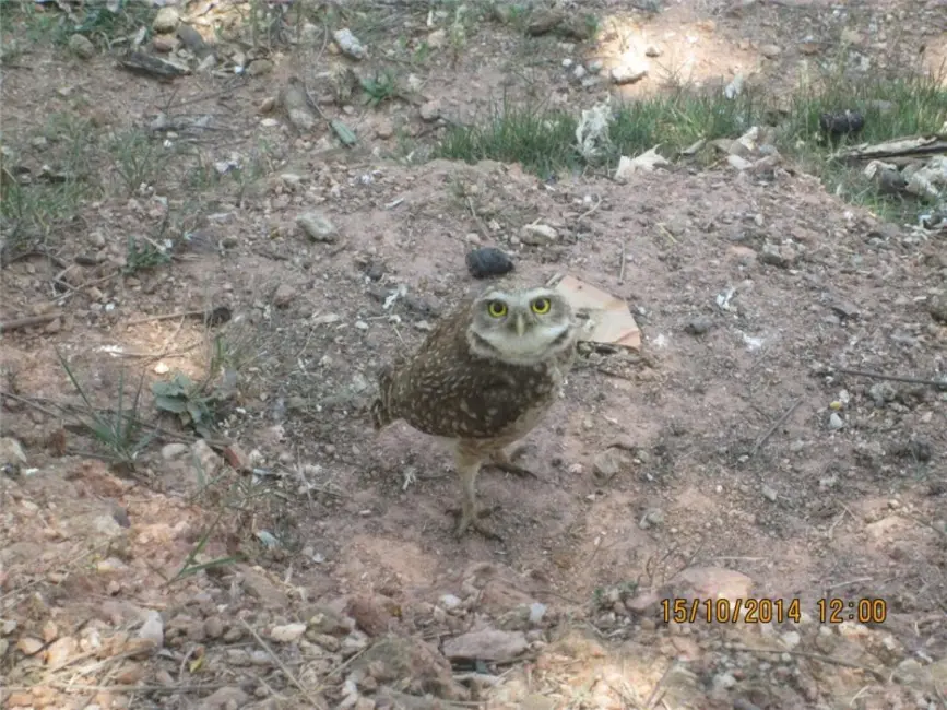 Foto 5 de Terreno / Lote à venda, 12500m2 em Poste, Jundiai - SP