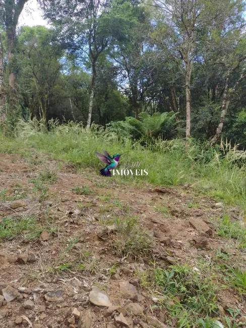 Foto 3 de Terreno / Lote à venda, 611m2 em Canela - RS