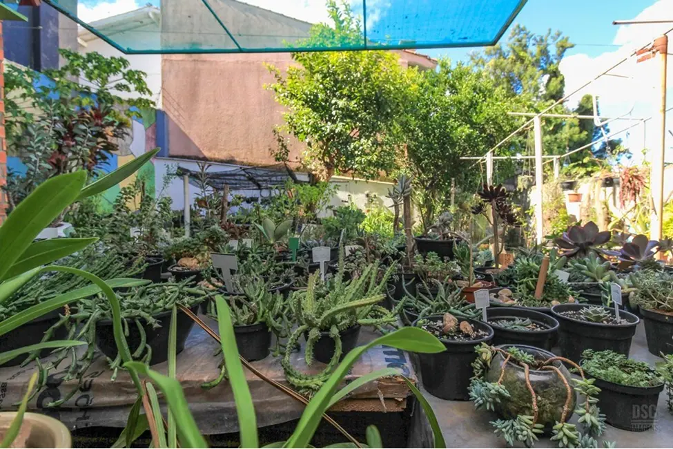 Foto 5 de Casa com 5 quartos à venda, 254m2 em Três Figueiras, Porto Alegre - RS