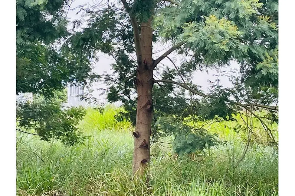 Foto 1 de Terreno / Lote à venda, 250m2 em Nova Santa Rita - RS