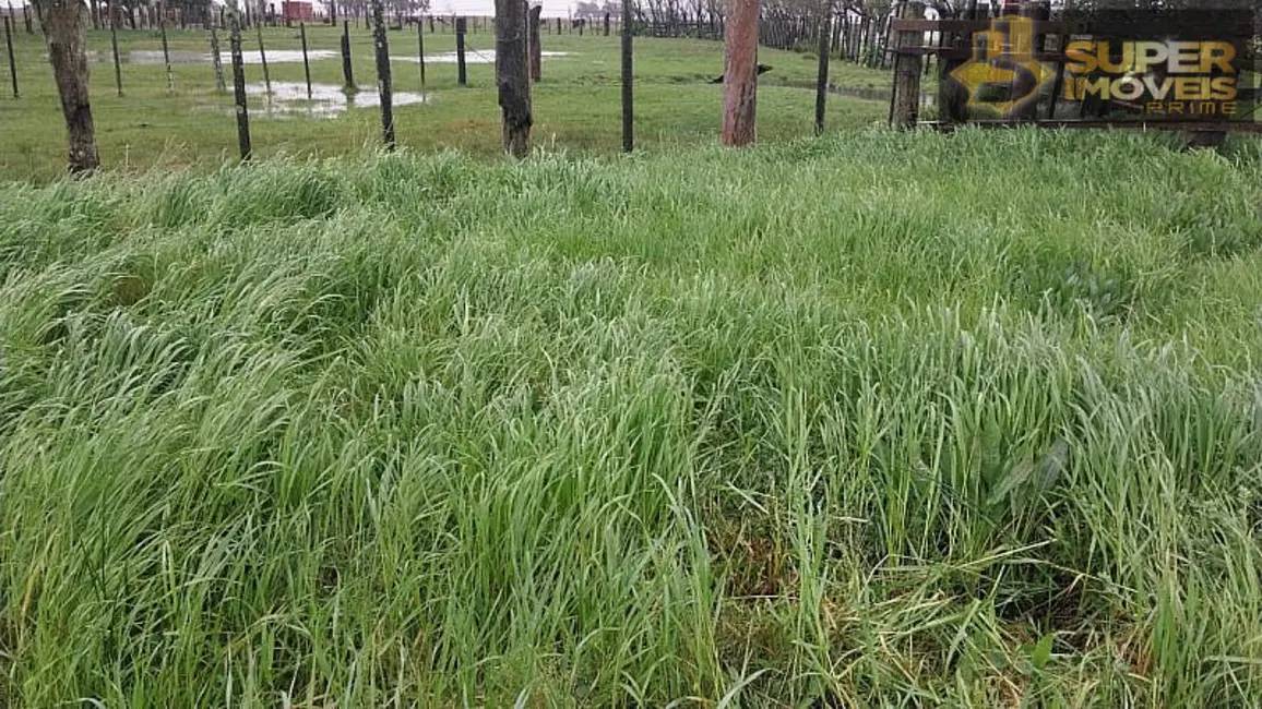 Fazenda / Haras com 2 quartos à venda, 14600000m2 em Quinta, Rio Grande - RS - imagem 5 Foto 5 de Fazenda / Haras com 2 quartos à venda, 14600000m2 em Quinta, Rio Grande - RS