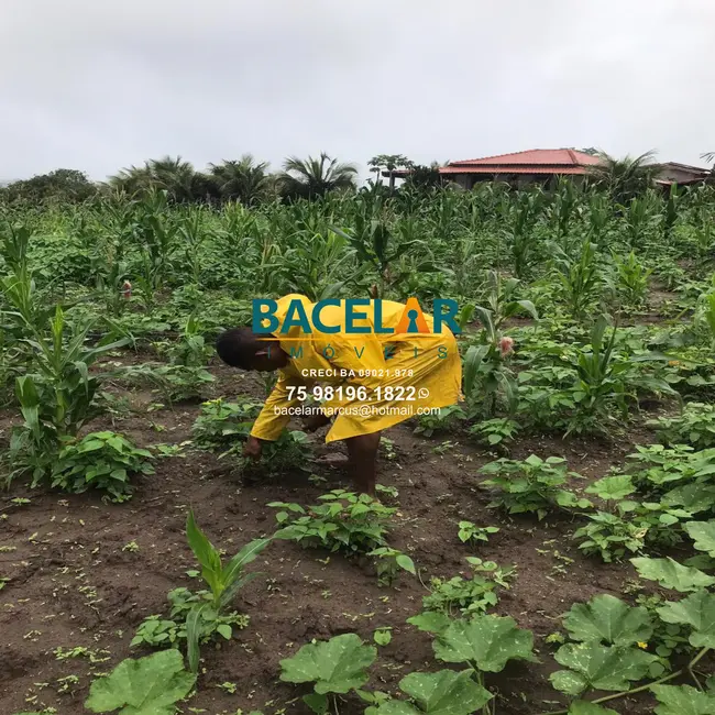 Foto 7 de Chácara à venda em Sao Goncalo Dos Campos - BA