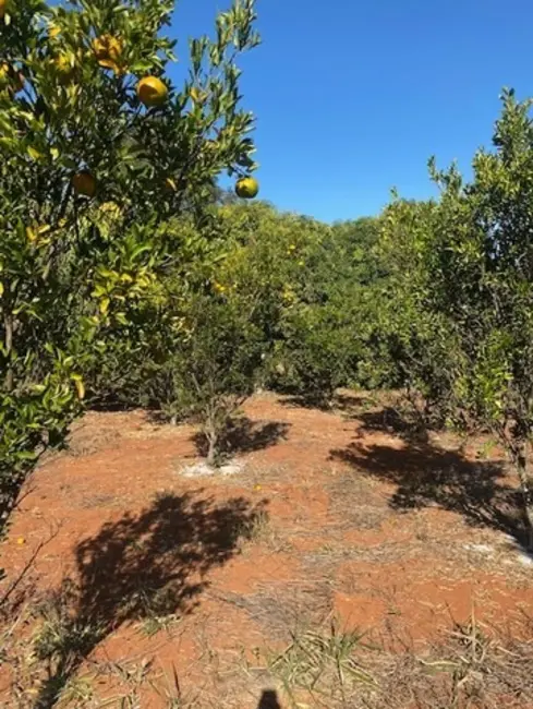 Sítio / Rancho com 2 quartos à venda, 100m2 em Pedro Leopoldo - MG - imagem 6 Foto 6 de Sítio / Rancho com 2 quartos à venda, 100m2 em Pedro Leopoldo - MG