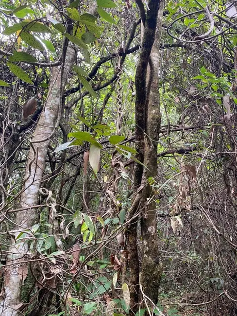 Foto 4 de Terreno / Lote à venda, 5000m2 em Jaboticatubas - MG