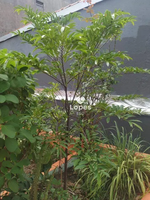 Casa com 2 quartos à venda, 243m2 em Vila São Nicolau, São Paulo - SP - imagem 7 Foto 7 de Casa com 2 quartos à venda, 243m2 em Vila São Nicolau, São Paulo - SP