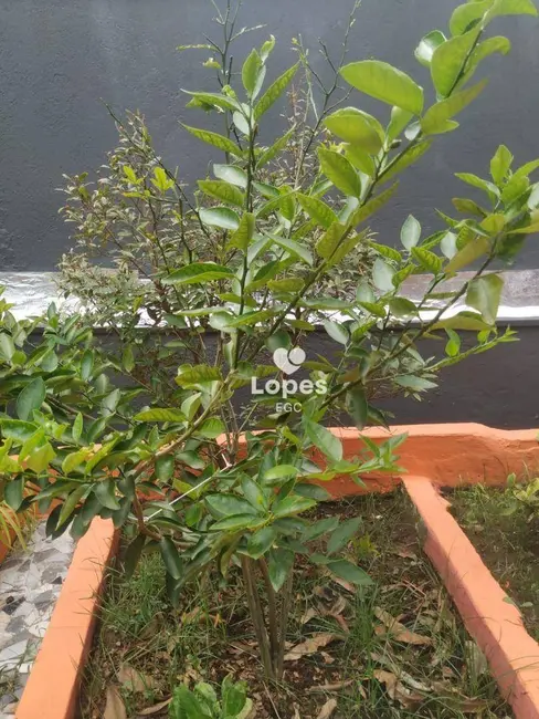 Casa com 2 quartos à venda, 243m2 em Vila São Nicolau, São Paulo - SP - imagem 4 Foto 4 de Casa com 2 quartos à venda, 243m2 em Vila São Nicolau, São Paulo - SP