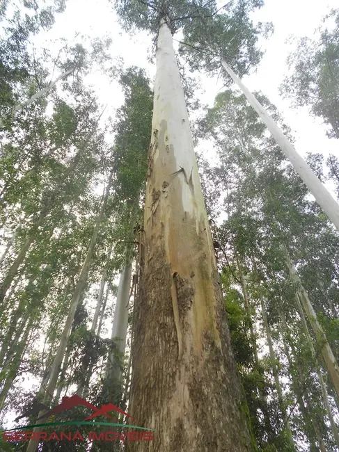 Foto 7 de Chácara com 3 quartos à venda, 150m2 em Nova Petropolis - RS