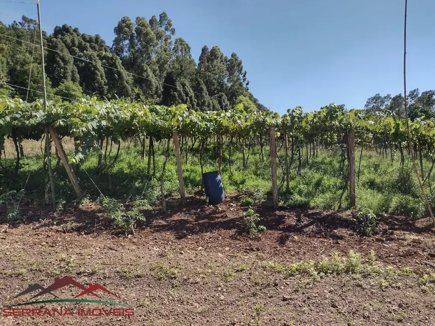 Chácara com 2 quartos à venda, 41000m2 em Picada Cafe - RS - imagem 6 Foto 6 de Chácara com 2 quartos à venda, 41000m2 em Picada Cafe - RS