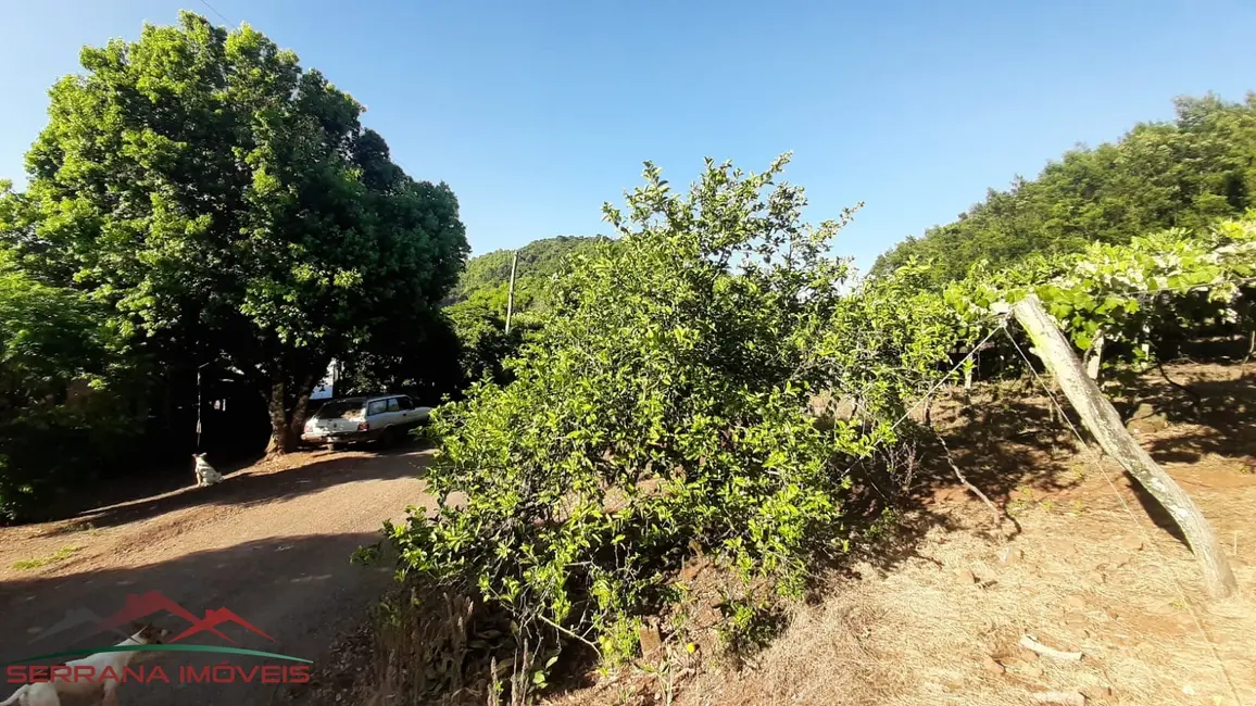 Chácara com 2 quartos à venda, 41000m2 em Picada Cafe - RS - imagem 9 Foto 9 de Chácara com 2 quartos à venda, 41000m2 em Picada Cafe - RS