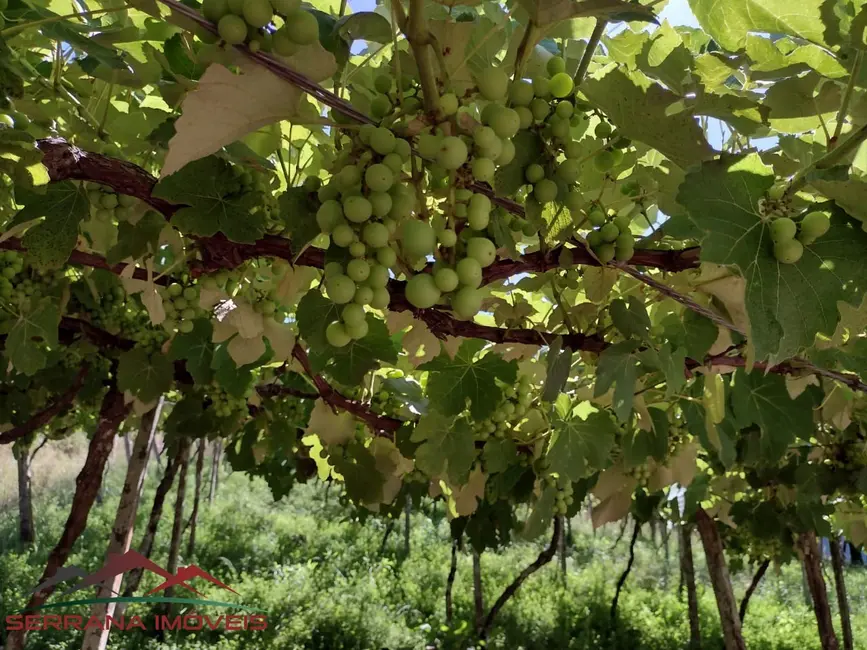 Chácara com 2 quartos à venda, 41000m2 em Picada Cafe - RS - imagem 7 Foto 7 de Chácara com 2 quartos à venda, 41000m2 em Picada Cafe - RS