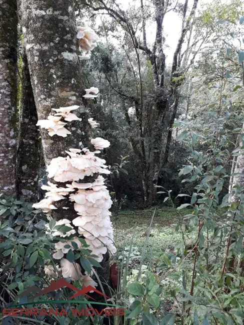 Chácara com 6 quartos à venda, 210m2 em Nova Petropolis - RS - imagem 5 Foto 5 de Chácara com 6 quartos à venda, 210m2 em Nova Petropolis - RS