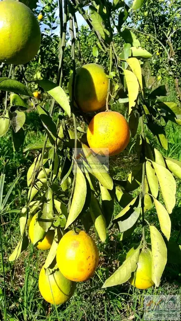 Fazenda / Haras com 3 quartos à venda, 18000m2 em Tangua - RJ - imagem 1 Foto 1 de Fazenda / Haras com 3 quartos à venda, 18000m2 em Tangua - RJ