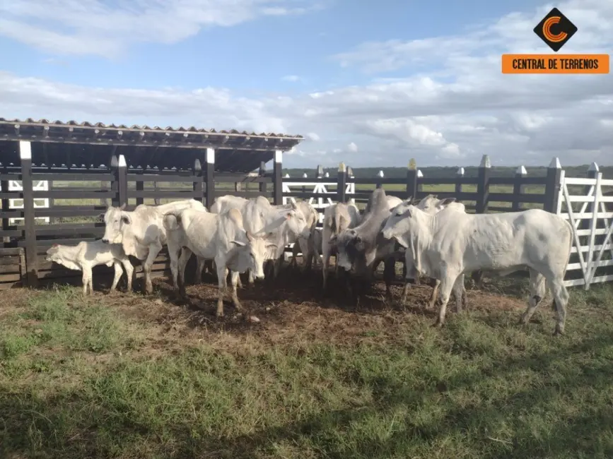 Foto 1 de Fazenda / Haras à venda em Nova Soure - BA